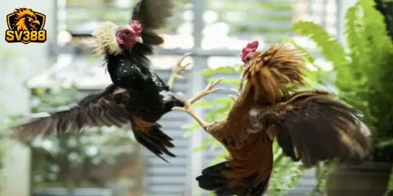 Bí quyết đọc kèo gà đá SV388 chi tiết nhất từ cao thủ lão làng 2 Tìm hiểu hình thức cược và cách đọc kèo gà đá SV388 cơ bản