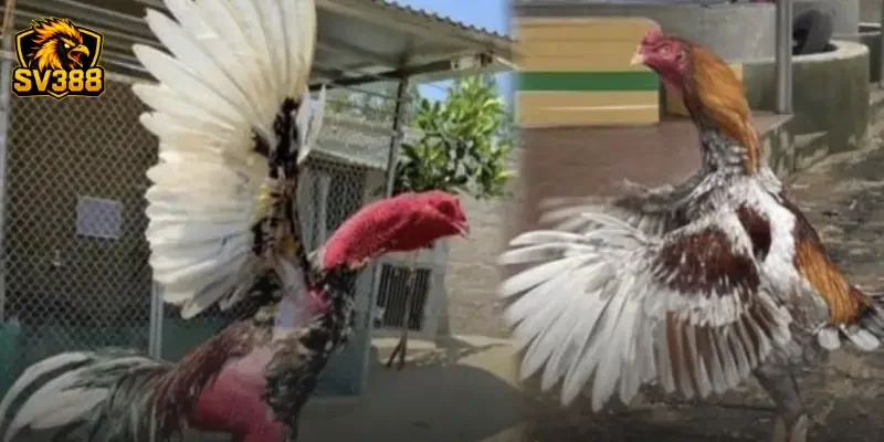 Mẹo cược đá gà luôn thắng SV388 từ chuyên gia lâu năm 2 Đánh giá hình thể và thần kê tại đấu trường SV388